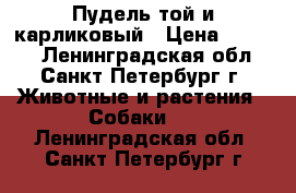 Пудель той и карликовый › Цена ­ 5 000 - Ленинградская обл., Санкт-Петербург г. Животные и растения » Собаки   . Ленинградская обл.,Санкт-Петербург г.